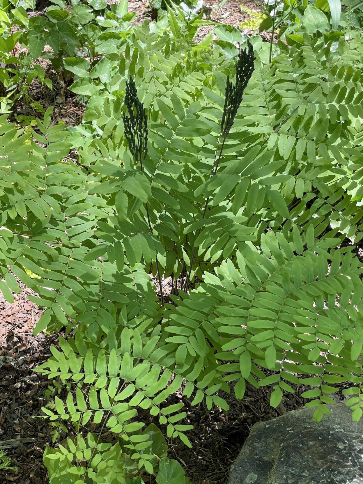 Royal fern